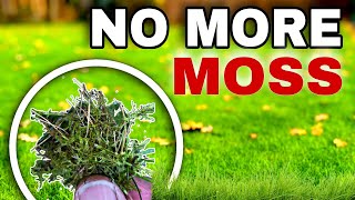 Can these 3 Methods Instantly KILL Moss in the Lawn [upl. by Sigfried]