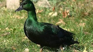 All duck breedsOver 45 breeds [upl. by Htebzil791]