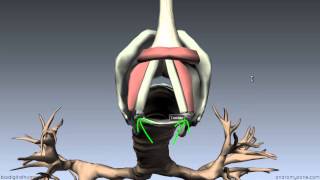 Larynx  Ligaments Membranes Vocal Cords  3D Anatomy Tutorial [upl. by Hurd553]