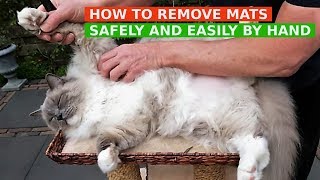 How to Remove Mats from Cats Fur Safely and Easily by Hand Bowie The Ragdoll Cat [upl. by Steve]