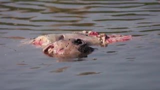 MAN EATING CROCODILE KILL SHOT TO THE HEAD [upl. by Glory]