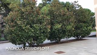 Magnolia grandiflora [upl. by Hsan]