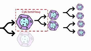 Cykl komórkowy Interfaza i Faza Podziału [upl. by Eliath291]