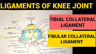 Knee Joint  3  Tibial Collateral amp Fibular Collateral Ligament [upl. by Adnovay751]