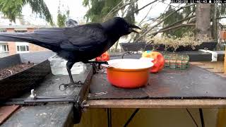 Interesting Crow Vocalizations crow sounds [upl. by Haimaj]