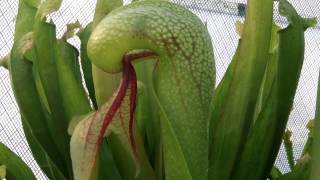 Cobra Lily Carnivorous Plant Eats Insect [upl. by Aihsenat]