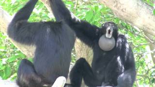 Siamang Gibbons howling at Miami Metrozoo [upl. by Anahtor966]