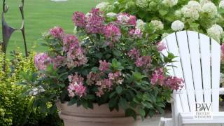 Little Quick Fire® Hydrangea paniculata [upl. by Gelman59]