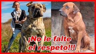 Fila BRASILEIRO brasileño – CARACTERÍSTICAS y curiosidades [upl. by Dosi]