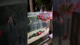 Oranda goldfish tank setup Goldfish aquarium [upl. by Trocki]