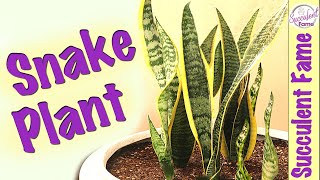 How to Propagate amp Repot Snake Plants Complete with Updates [upl. by Yelnahs]