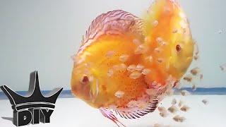 HOW TO Breed Discus fish [upl. by Layton571]