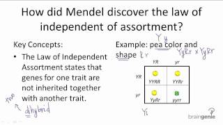 927 Law of Independent Assortment [upl. by Gaspar931]