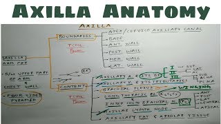 Axilla Anatomy  Part 1  Upper Limb Anatomy [upl. by Gerti]