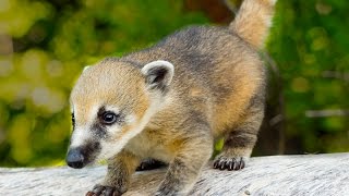 Wild Coati Babies and Family [upl. by Cirala]