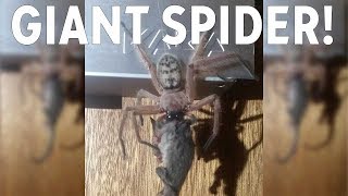 Photos show reported huntsman spider eating pygmy possum [upl. by Preston]