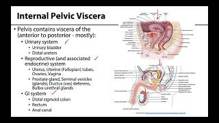 Pelvic Viscera Peritoneum  Learning Objectives [upl. by Nellahs]