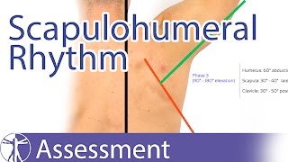 Scapulohumeral Rhythm [upl. by Eitteb]