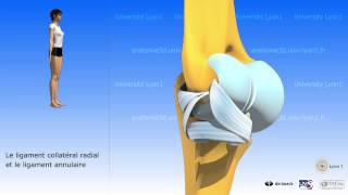 Le coude  arthrologie  larticulation radioulnaire supérieure [upl. by Cliffes918]