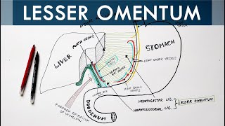 Lesser Omentum  Attachment Ligaments amp Contents  Anatomy Tutorial [upl. by Alyks]