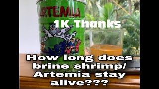 How to Keep Hatched Brine ShrimpsArtemia alivemyaquaworldin [upl. by Lowrance195]