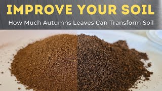 Massive Soil Improvement Using Leaf Mulch [upl. by Elehcir]