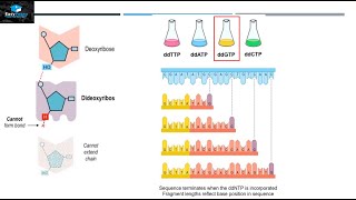 DNA Sequencing By Sanger Method [upl. by Dwaine545]