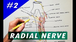 NERVE INJURY IN THE UPPER EXTREMITY Everything You Need To Know  Dr Nabil Ebraheim [upl. by Aryhs]