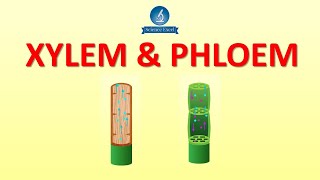 Xylem and Phloem  Science Excel [upl. by Ram]