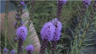 Growing Plants From Seeds  How to Grow Liatris From Seeds [upl. by Airom]