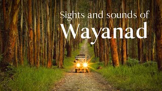 Wayanad A Tourists Delight  Kerala Tourism  DreamDestinations [upl. by Preuss]