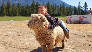 Why Olde English Southdown Babydoll Are The Best Sheep [upl. by Em994]