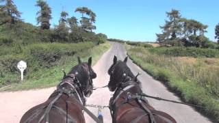 Shire harness horses in training [upl. by Anircam]