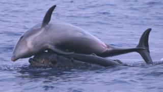 Science Bulletins Whales Give Dolphins a Lift [upl. by Lempres]