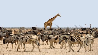 Zebras The Most Unusual Animals on Earth [upl. by Inalaehak460]