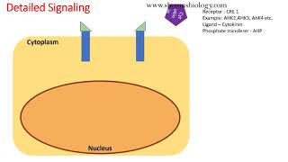 Cytokinin signaling pathway animation [upl. by Coridon]