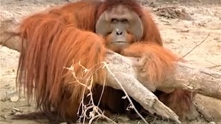 Incredible Orangutan Moments Part 2  Top 5s  BBC Earth [upl. by Suillenroc]