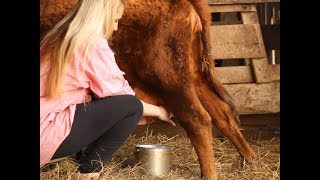 Milking a Micro Mini Jersey Cow [upl. by Pittman155]