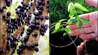 Growing Jabuticaba Brazilian Tree Grape from Seed  0  150 Days [upl. by Ahsatan]