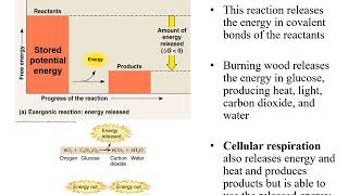 Chapter 7 Microbial Metabolism [upl. by Ocihc161]