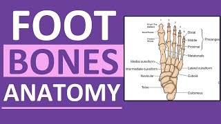 Foot Bones Anatomy Mnemonic Tarsals Metatarsals Phalanges [upl. by Aonian]