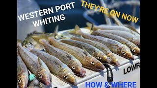 WHITING FISHING  WESTERN PORT  HOW TO CATCH WHITING [upl. by Trinia]