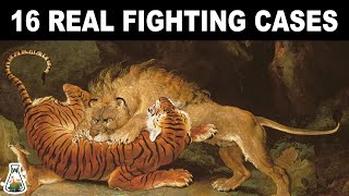 LION VS TIGER  16 Real fighting cases [upl. by Barrett]