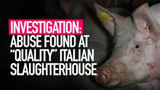 INVESTIGATION Cruelty Found at Celebrated Pig Slaughterhouse in Italy [upl. by Esidnac]