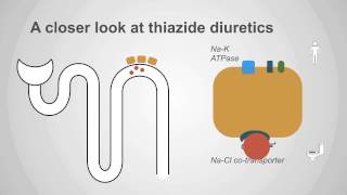 Thiazide Diuretics Explained Mechanism amp Clinical Application [upl. by Noryt]