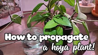 How To Propagate A Hoya  Water Propagation Method [upl. by Shandeigh354]