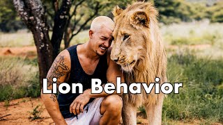 Lion Behavior Dean Schneider [upl. by Alaj]