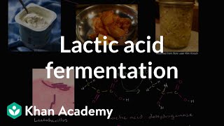 Lactic acid fermentation  Cellular respiration  Biology  Khan Academy [upl. by Berkie]