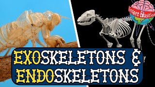 Exoskeletons and Endoskeletons [upl. by Nisotawulo]