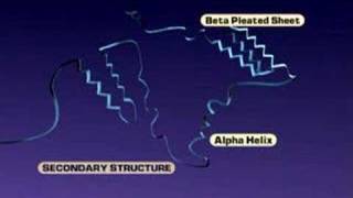 Protein Structure [upl. by Carnes]